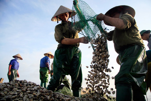 Oyster collection brings income for Thai Binh province